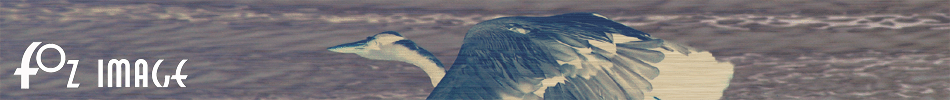Fozimage � Masthead - Heron